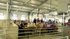 Den otevřených dveří - Porodna prasnic Střížov