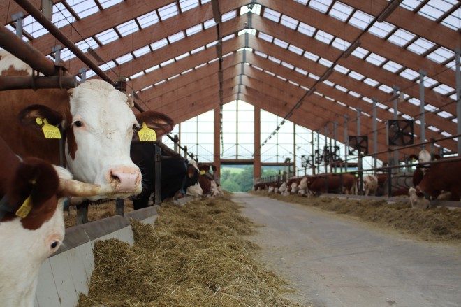 Rekonstrukce stáje Výprachtice (foto 3)