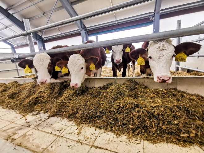 Novostavba teletníku Výprachtice (foto 3)